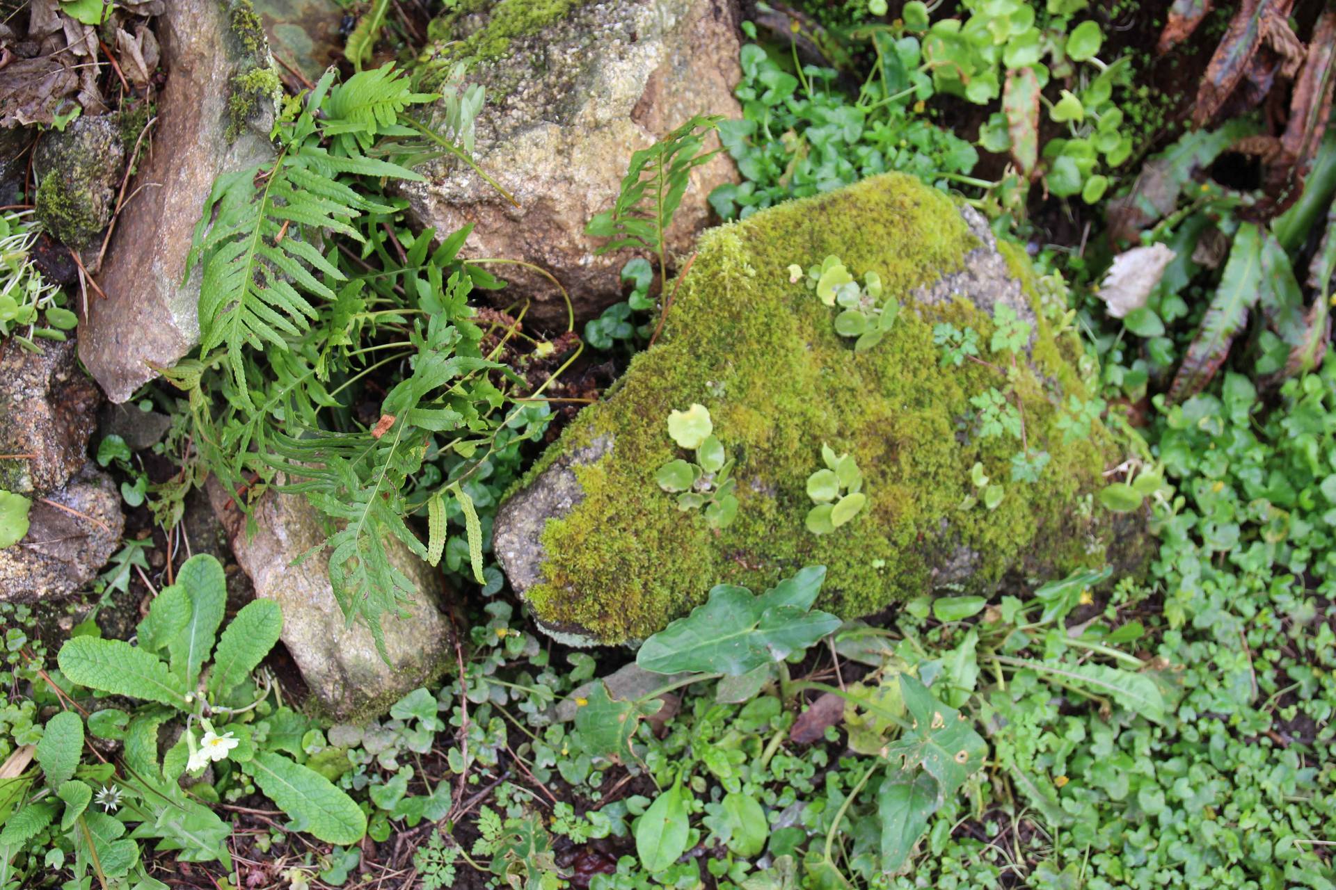 Annexe IMG sentier cotier concarneau.jpg