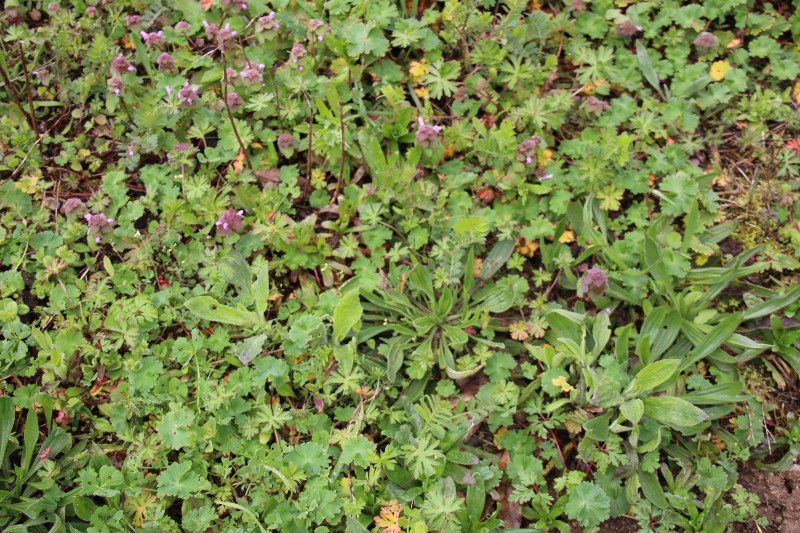 Annexe Biodiversité.JPG