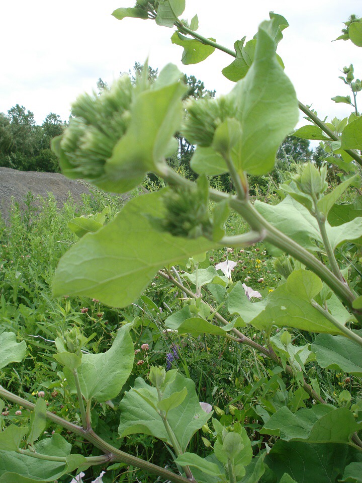 Annexe 86EBE767-4248-4989-9692-72A43CB6EC34.jpeg