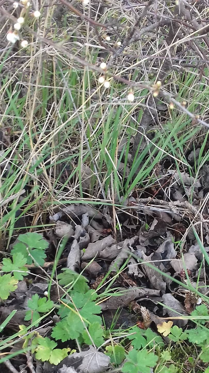 Annexe 20180329_172749 (3).jpg