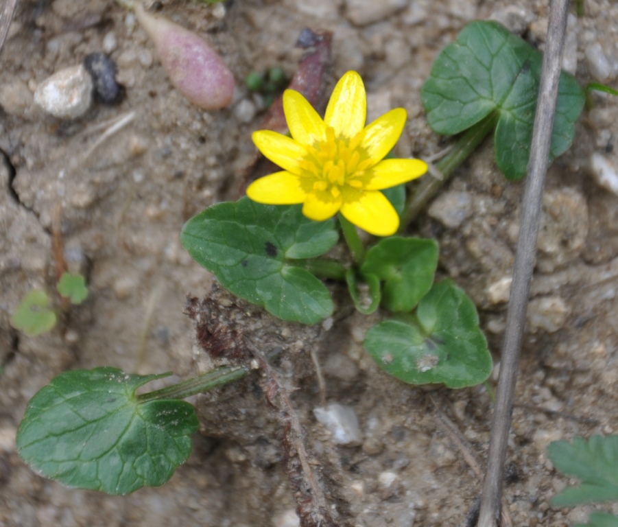 Annexe fleur à déterminer.JPG