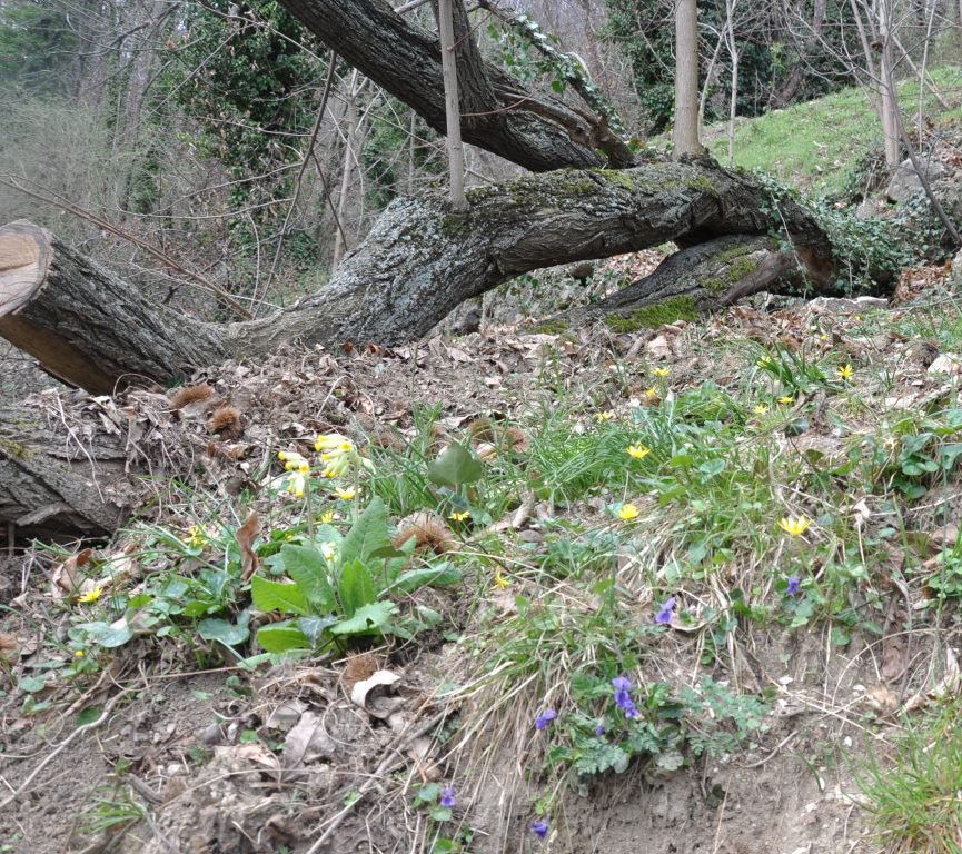 Annexe vue densemble.JPG