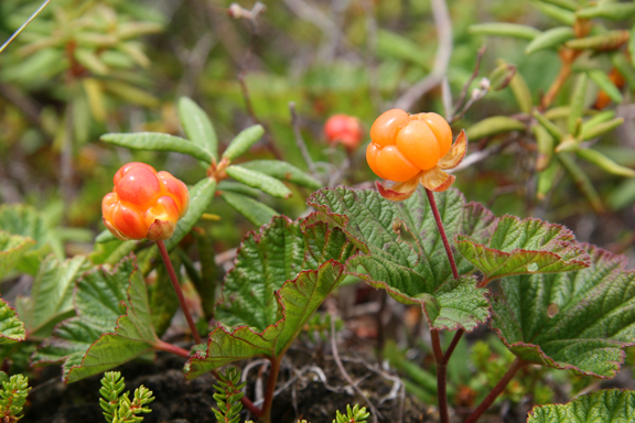 Annexe Chicoutai ou chicoutée. Le fruit..jpg