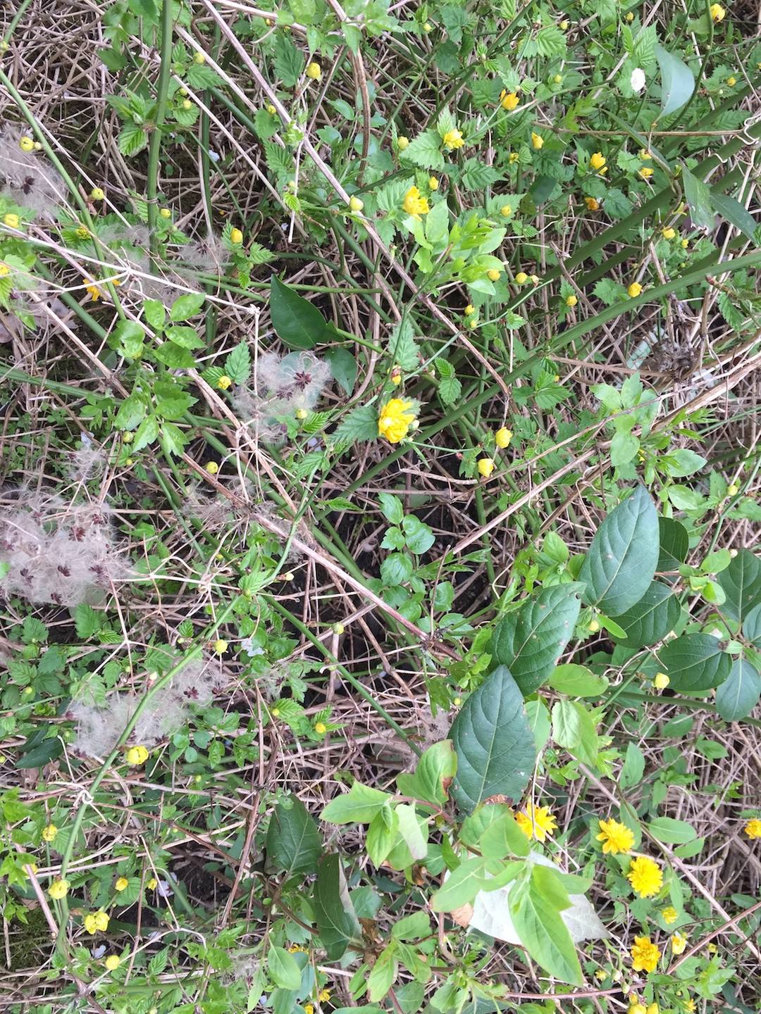 Annexe Corette japonaise, clématine sauvage, chèvrefeuille.jpg