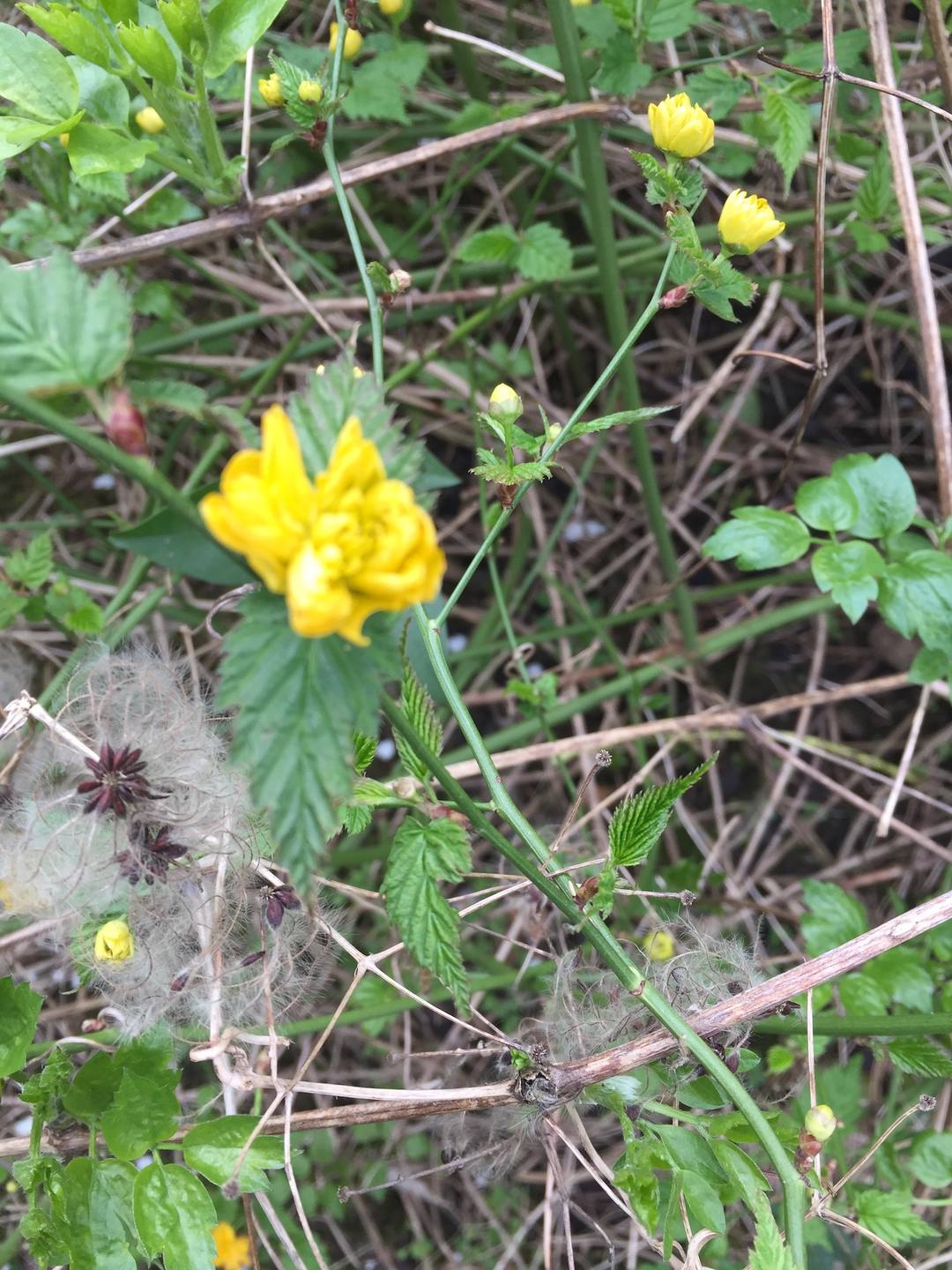 Annexe Corette, clématite.jpg