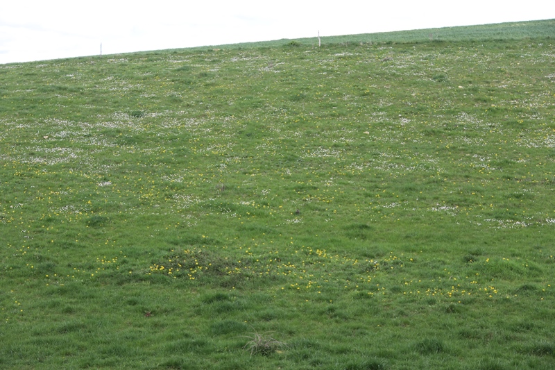 Annexe Biodiversité IMG_0561.JPG