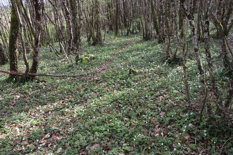 Annexe Biodiversité IMG_0565.JPG