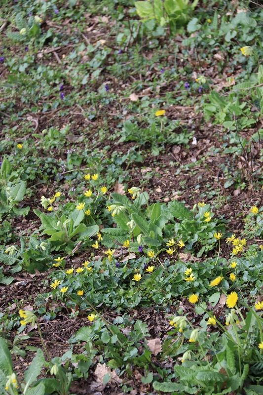 Annexe BiodiversitéIMG_0559.JPG