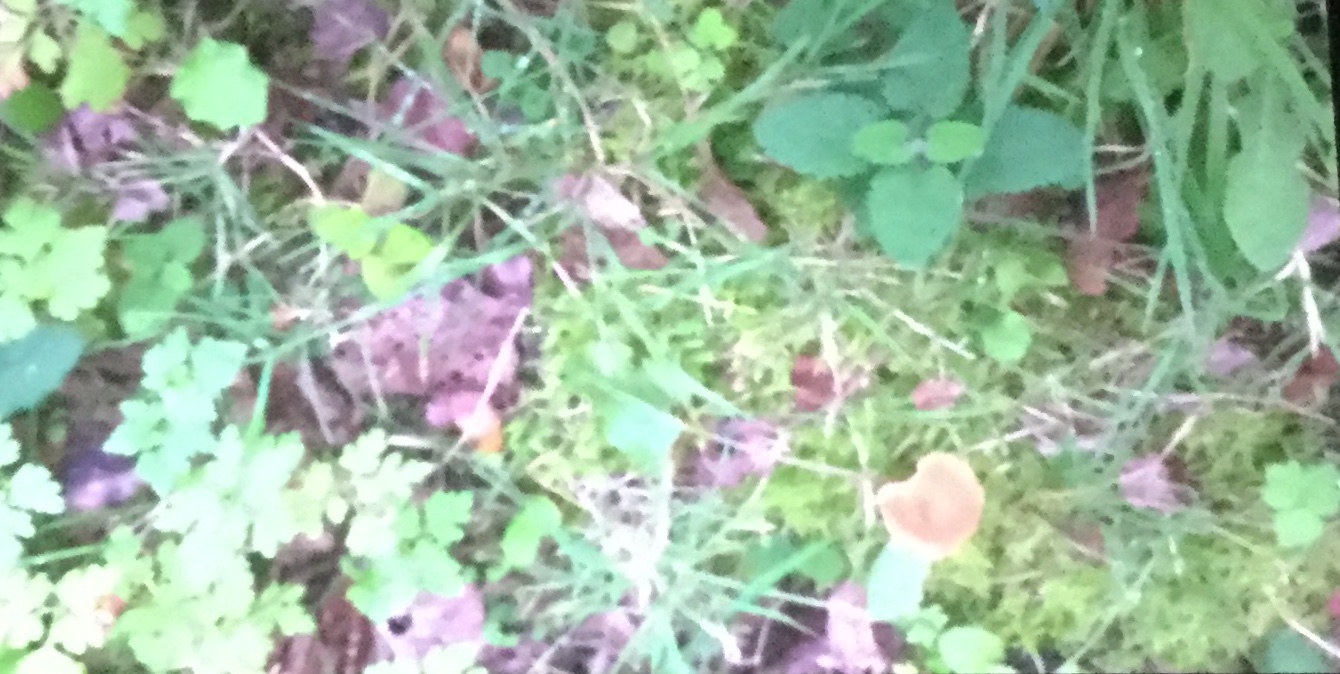 Annexe 0BBADDF2-8AE3-4E45-BD75-AB1AC72B3CFE.jpeg