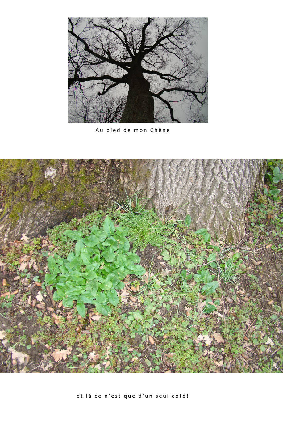 Annexe au pied  de mon Chêne.jpg