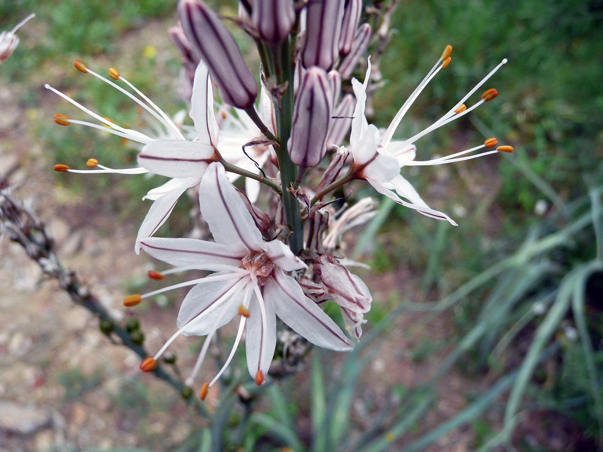 Annexe Asphodèle fistuleus FA (5)_modifié-2.jpg