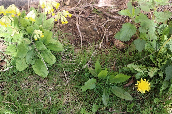 Annexe biodiversité.jpg