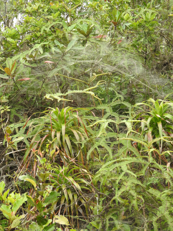 Annexe DSCN2500_01.JPG