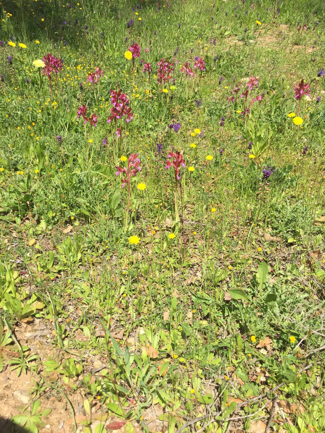 Annexe observer_biodiversite_2.jpg