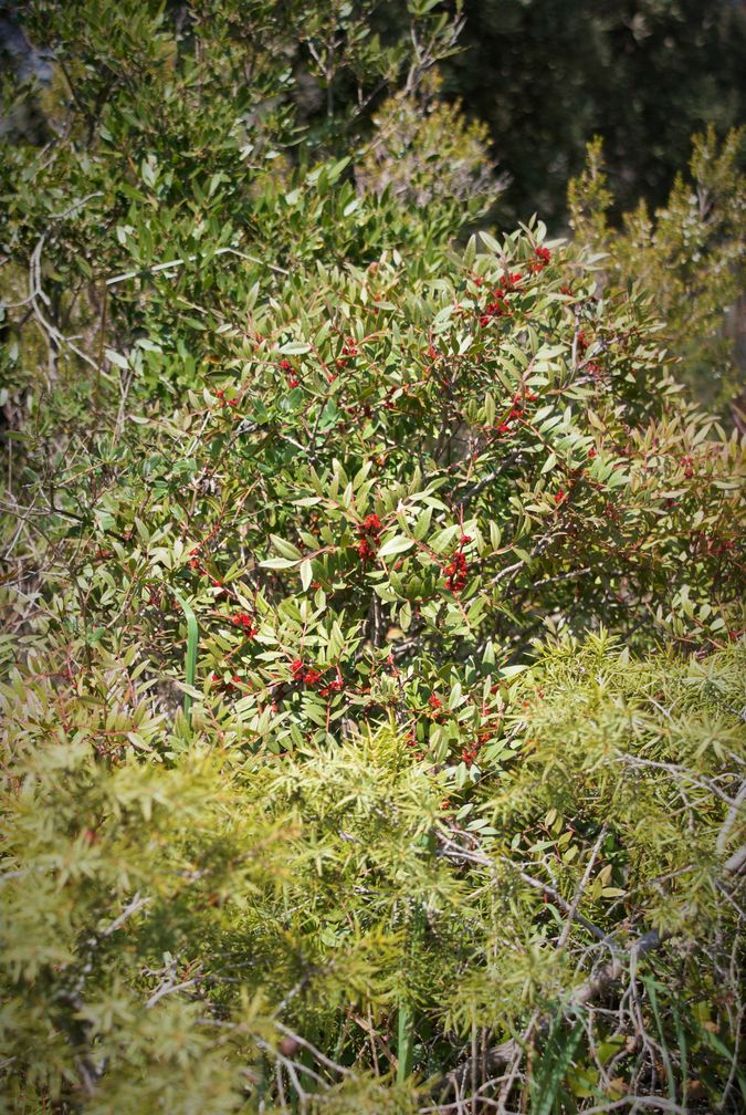 Annexe biodiversité méditerranéenne2.jpg