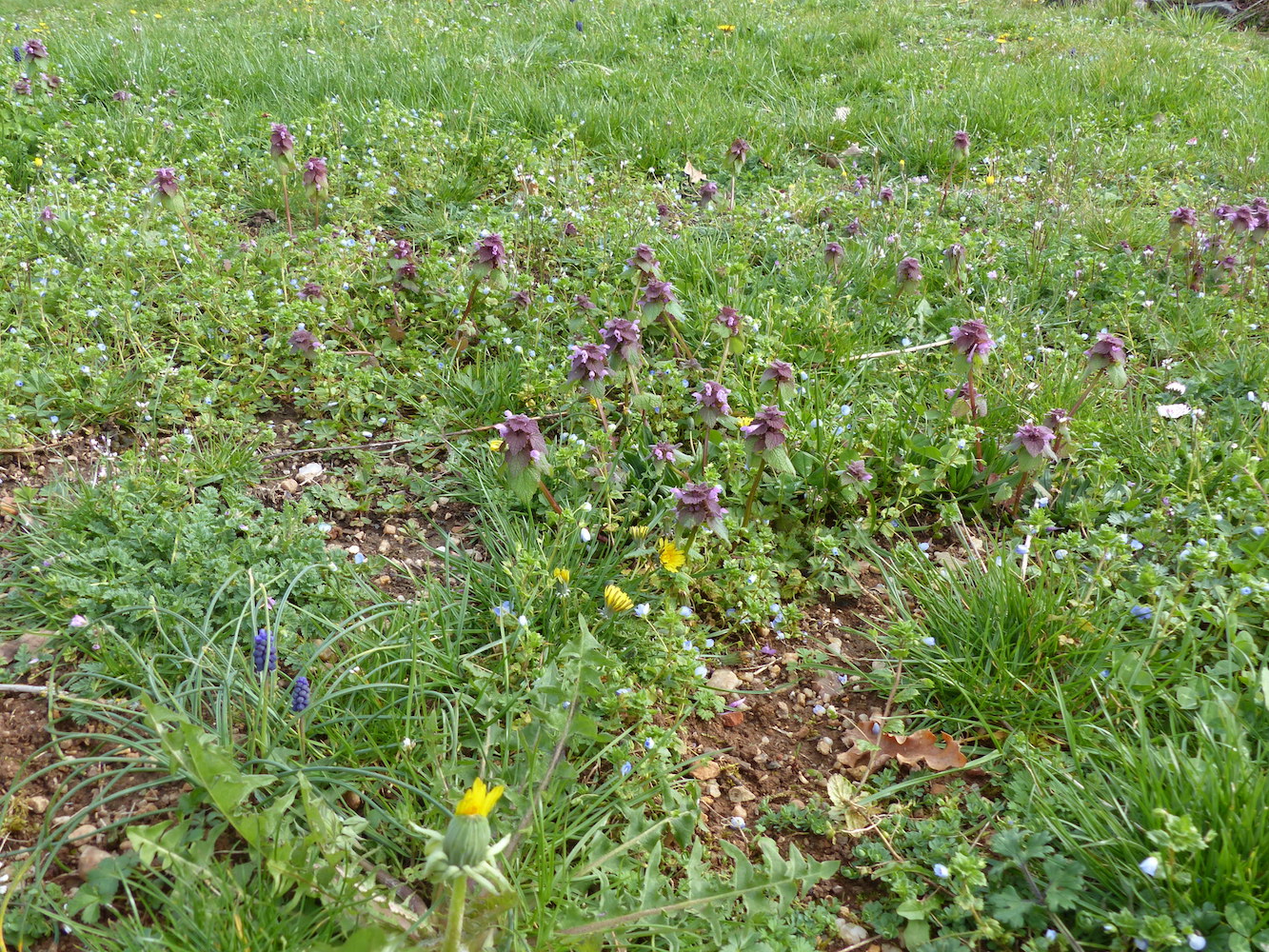 Annexe P1050802 - copie.jpg