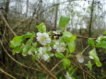 Annexe arbre en fleurs.jpg