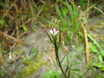 Annexe plante à fleurs blanches.jpg