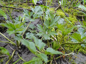 Annexe DSC00764 (1).jpg