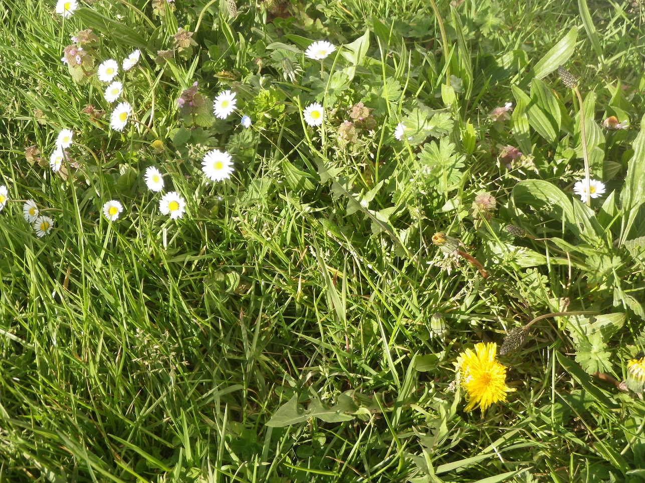 Annexe Activité Biodiversité.jpg