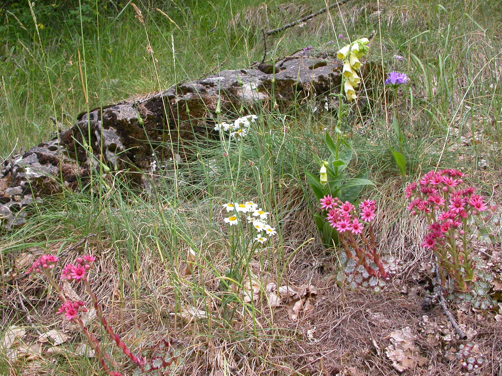 Annexe 1316 Chaillol fleurs.JPG