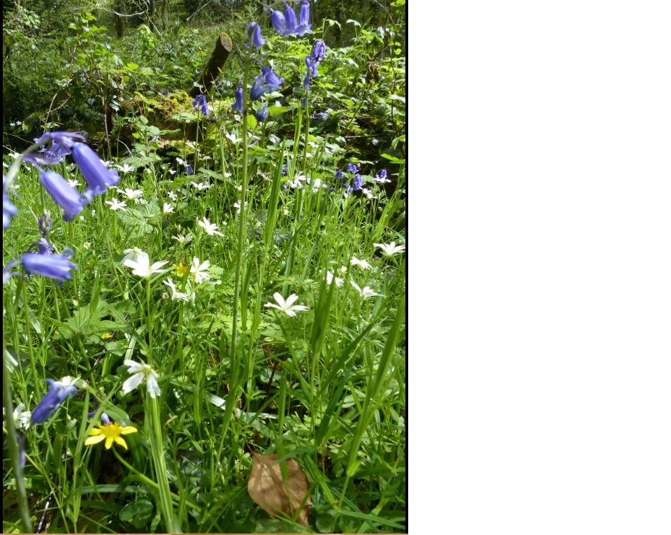 Annexe diversite.jpg