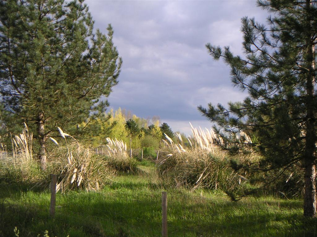 Annexe herbe_pampa-2.jpg