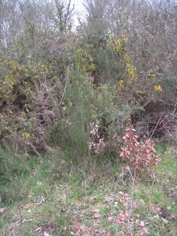 Annexe Biodiversité2.jpg