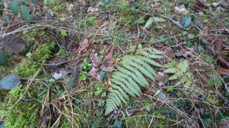 Annexe DSC_5926_A.jpg