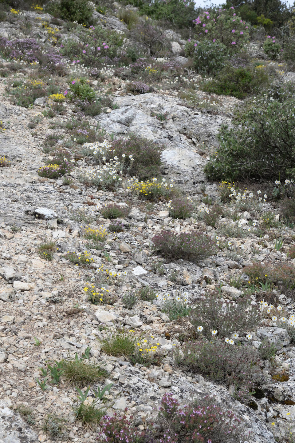 Annexe rocaillesBessillon-.jpg