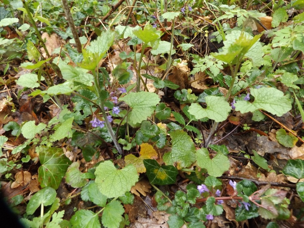 Annexe biodiversité.jpg