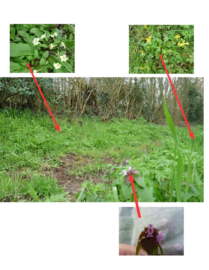 Annexe biodiversité ou te caches tu.jpg