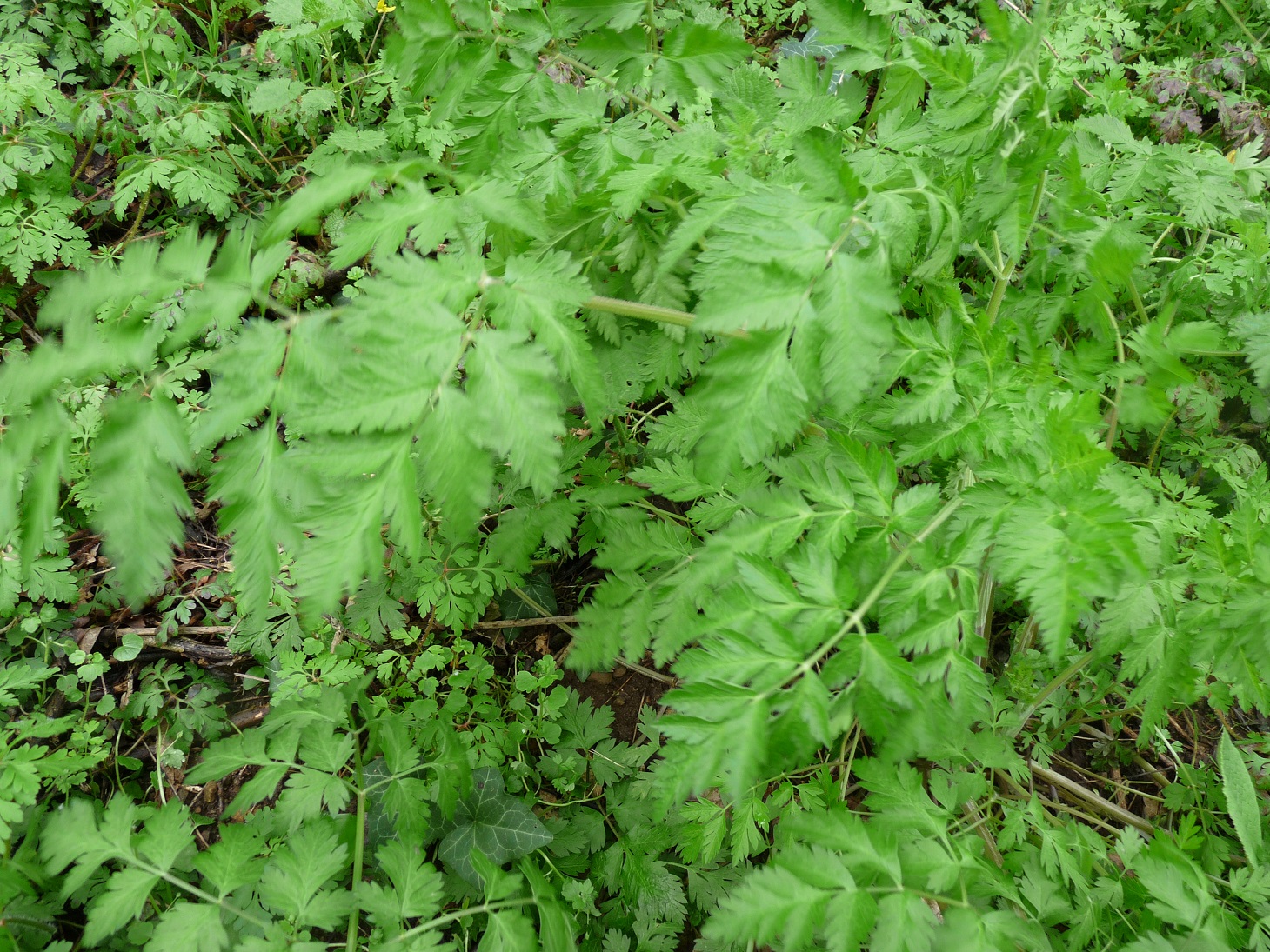 Annexe plante inconnue.JPG