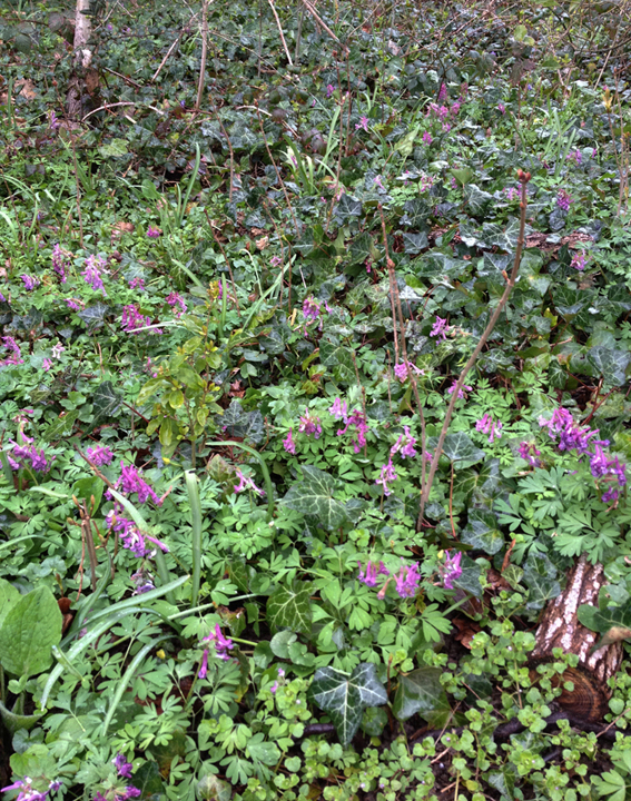 Annexe IMG_4691-.jpg