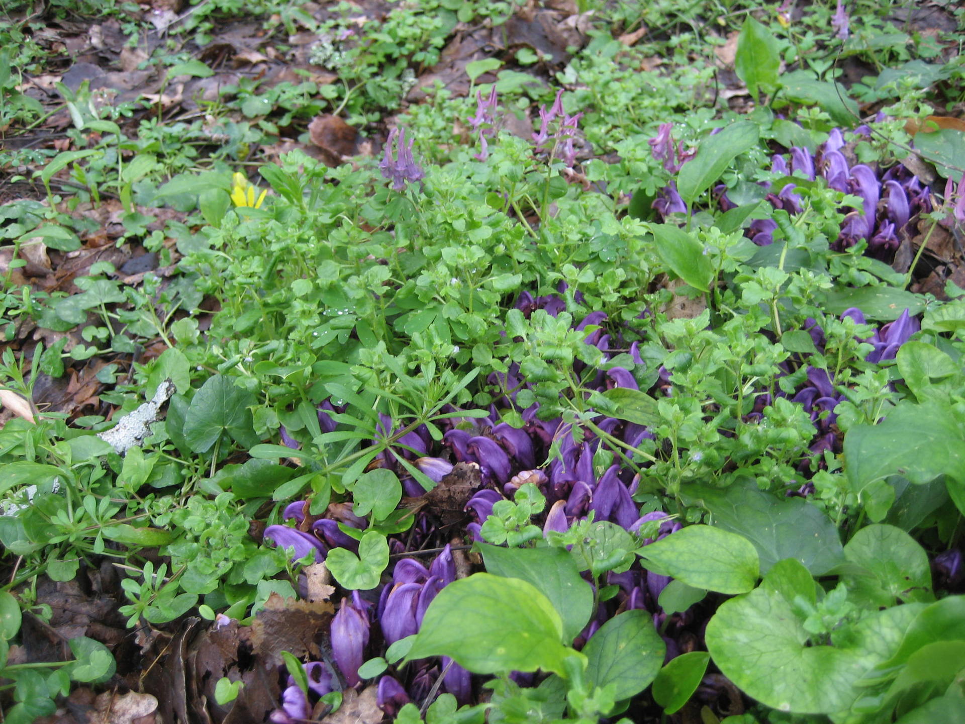 Annexe BOUGUE 40.JPG