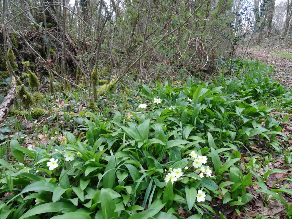 Annexe DSC07456 (Copier).JPG