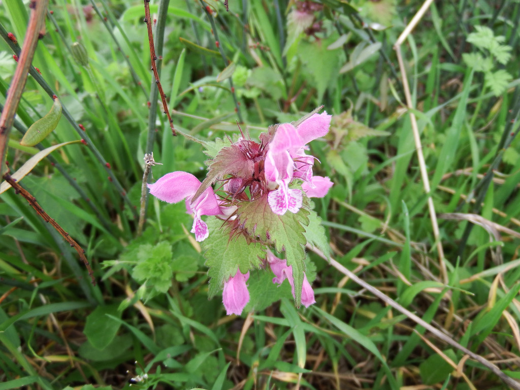 Annexe Lamier amplexicaule.jpg