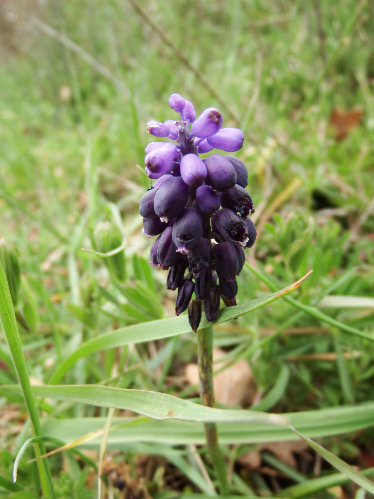 Annexe Muscari à grappe.jpg