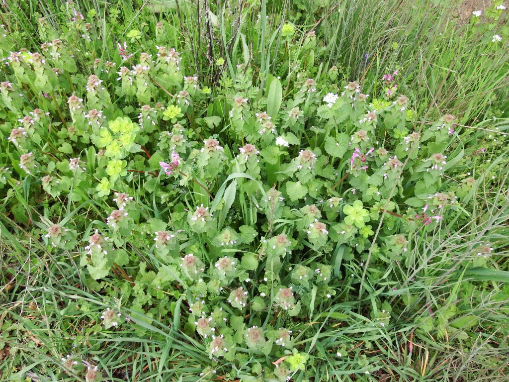 Annexe Tapis de lamiers pourpres.jpg