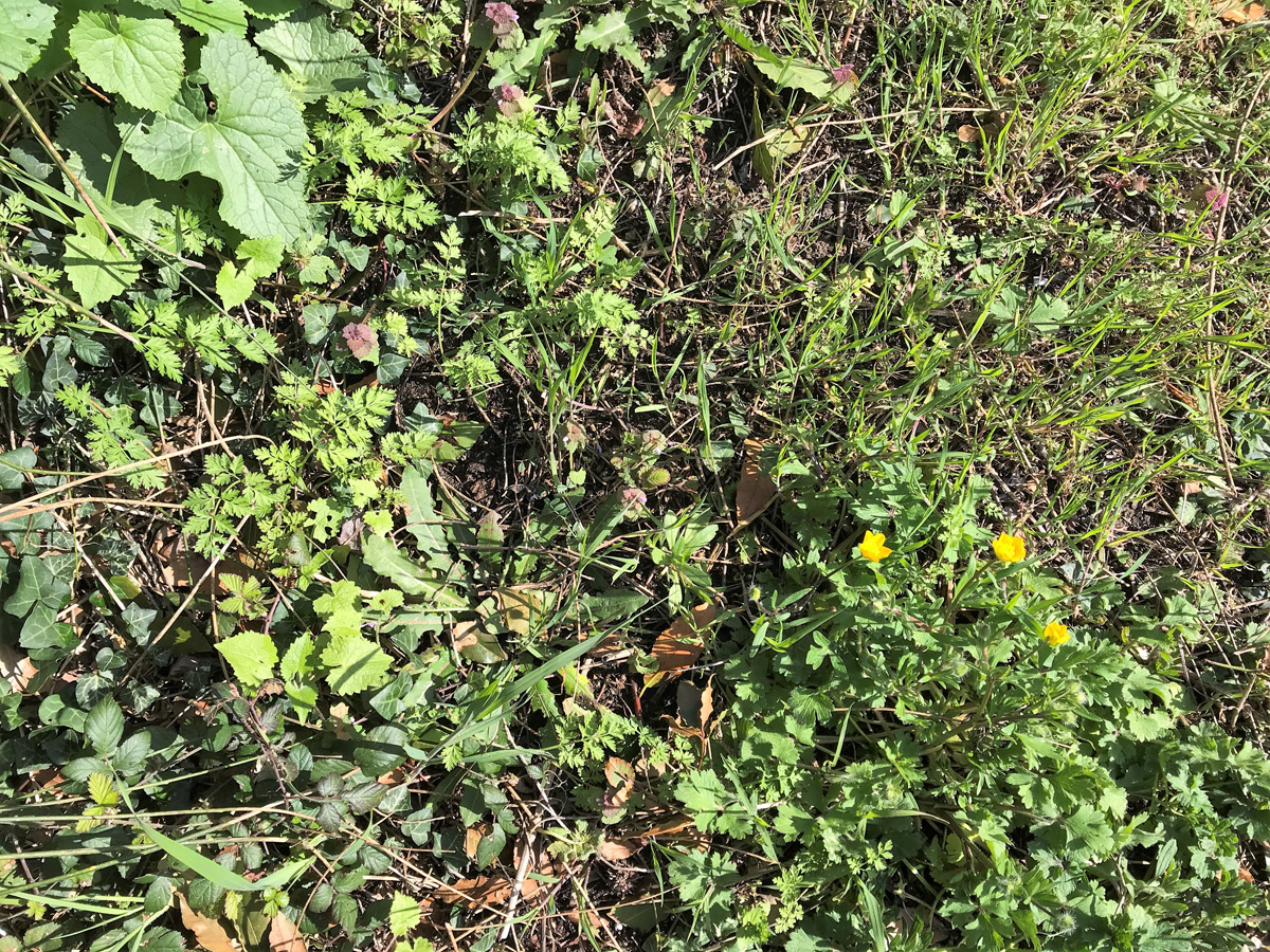 Annexe diversité.JPG