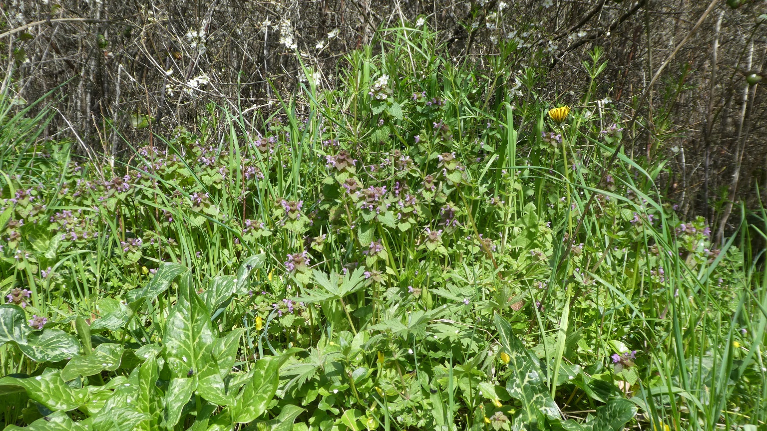 Annexe biodiversité.JPG
