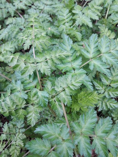 Annexe r 20180331_152434.jpg