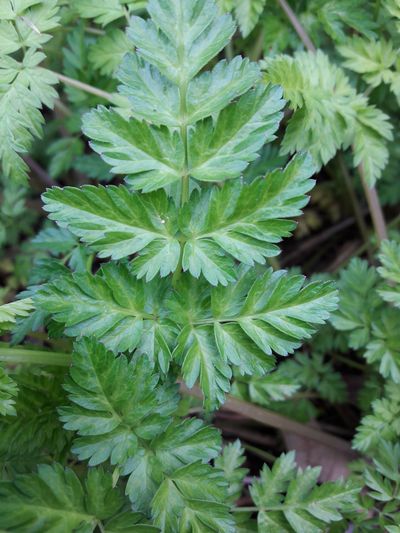 Annexe r 20180331_152538.jpg