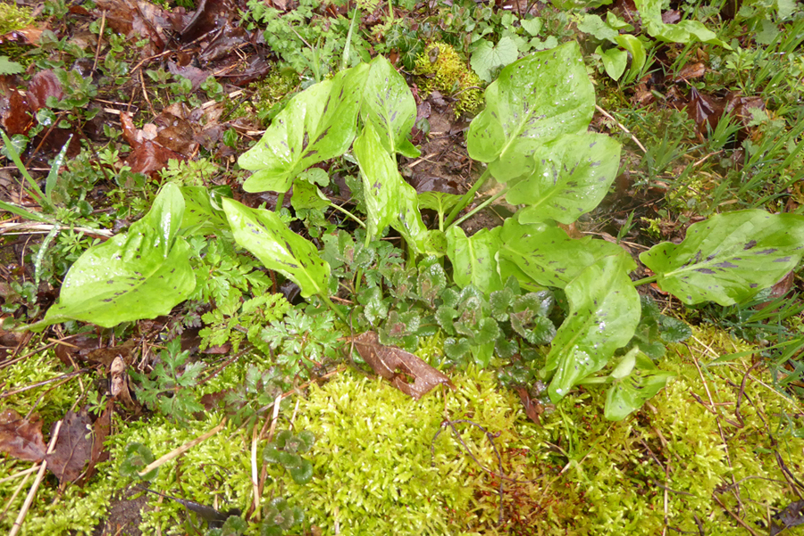 Annexe 3_especes.jpg