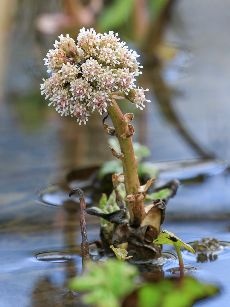 Annexe pétasite officinal.jpg