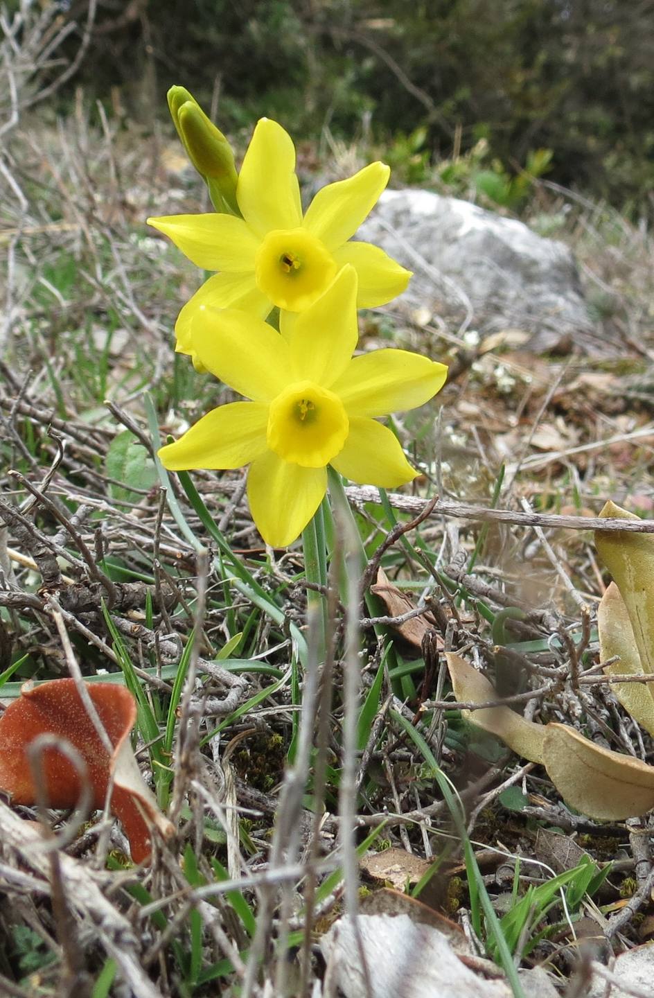 Annexe Narcissus assoanus- Bidon 24 03 18.JPG
