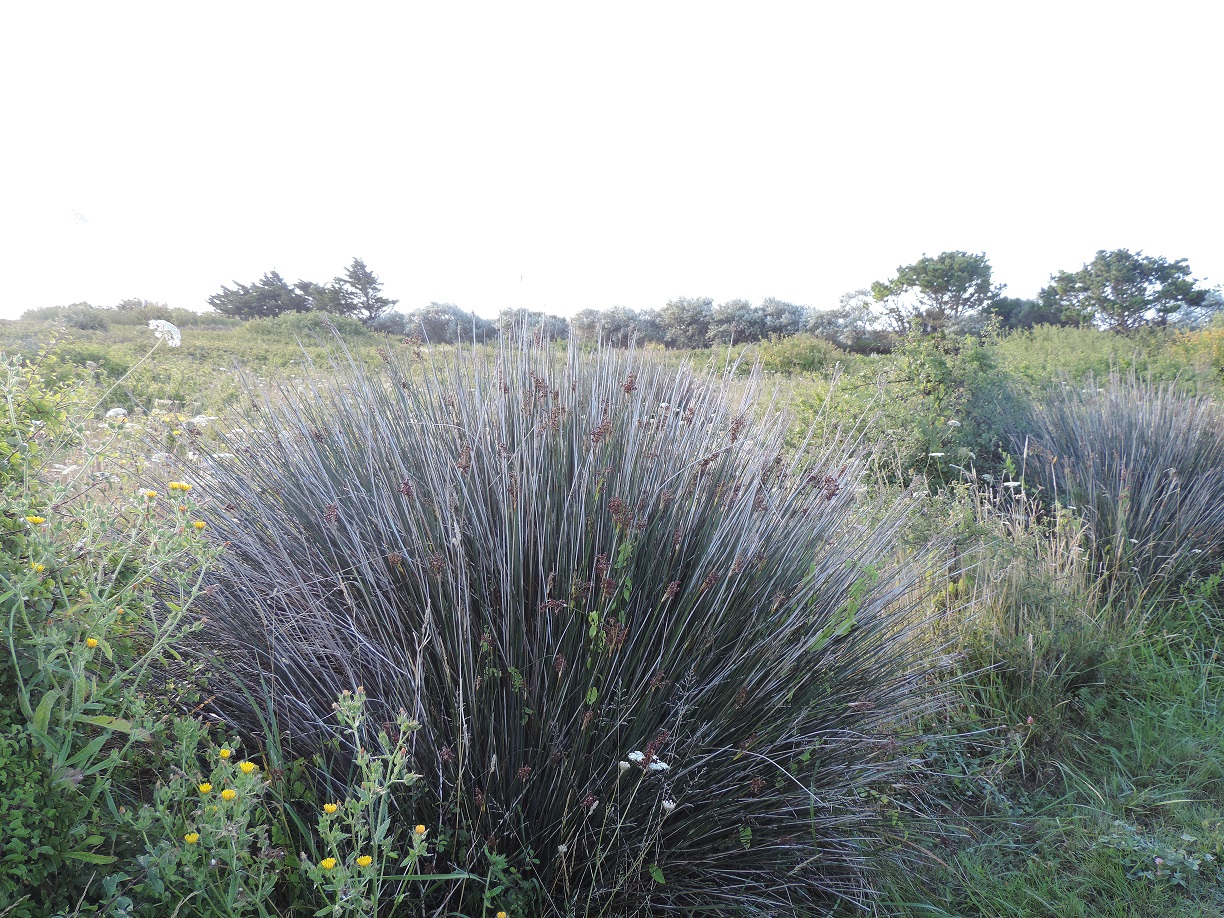 Annexe Marais_Ster_Kerity_juillet.jpg