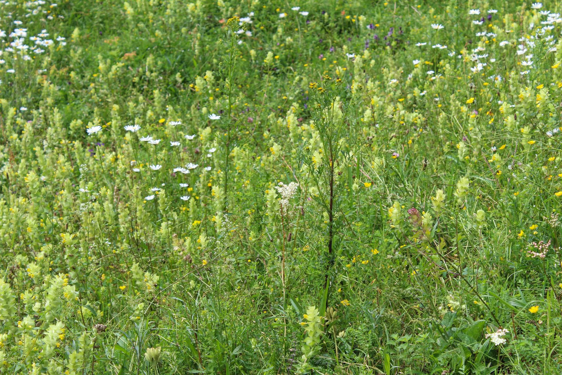 Annexe reine des près.jpg