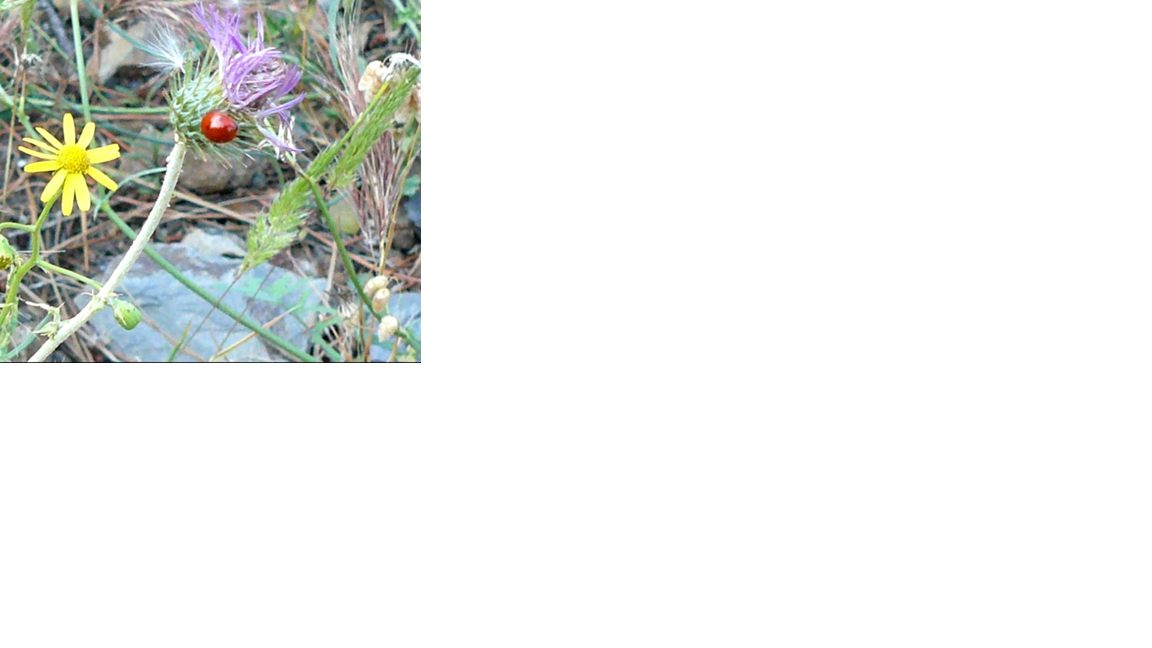 Annexe Sans titre.png