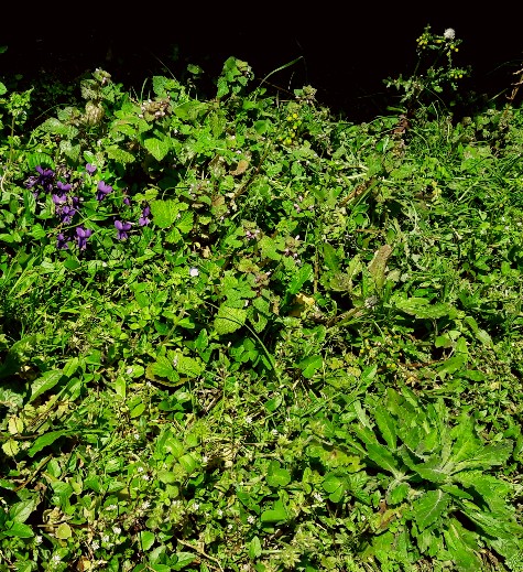 Annexe 20180401_113924-475x519.jpg